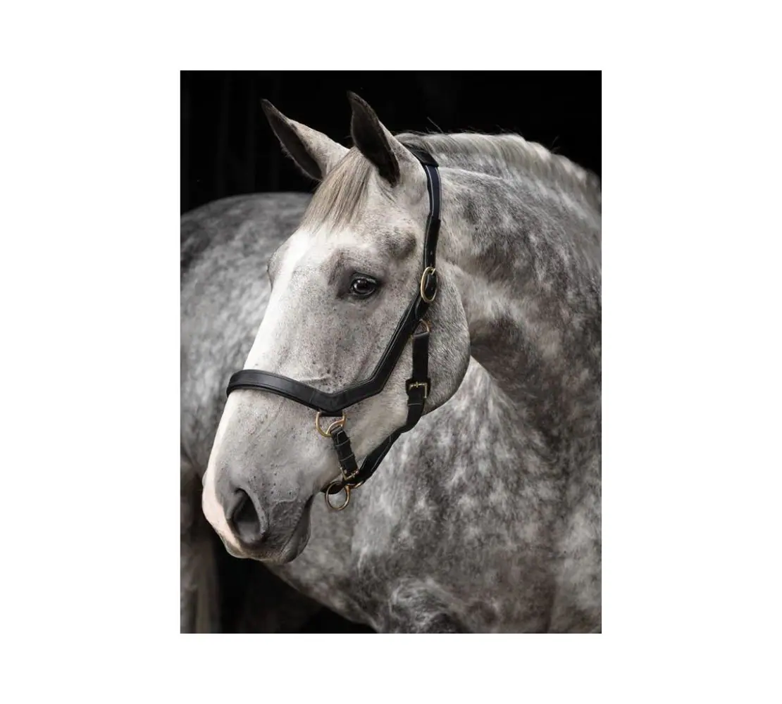 Rambo 馬用皮革龍頭-Micklem-黑色